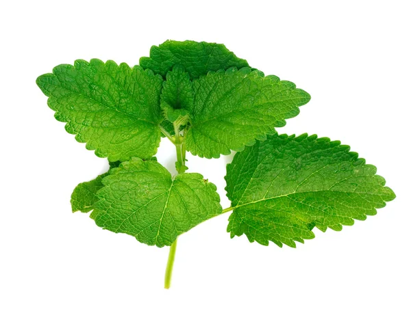 Green mint. Isolated over white — Stock Photo, Image