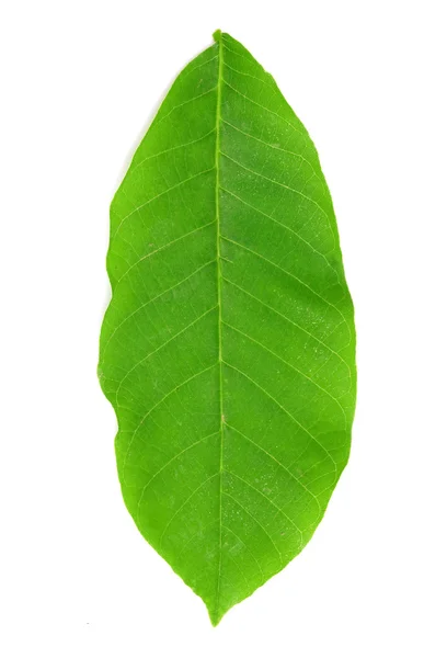 Ceviz yaprağı üzerinde beyaz izole — Stok fotoğraf