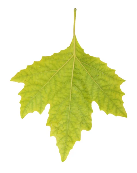 Кленовый лист изолирован — стоковое фото