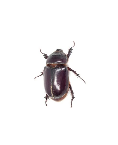 Insecto escarabajo estiércol aislado en blanco —  Fotos de Stock