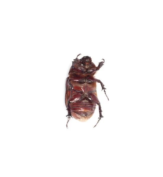 Insetto scarabeo sterco isolato su bianco — Foto Stock