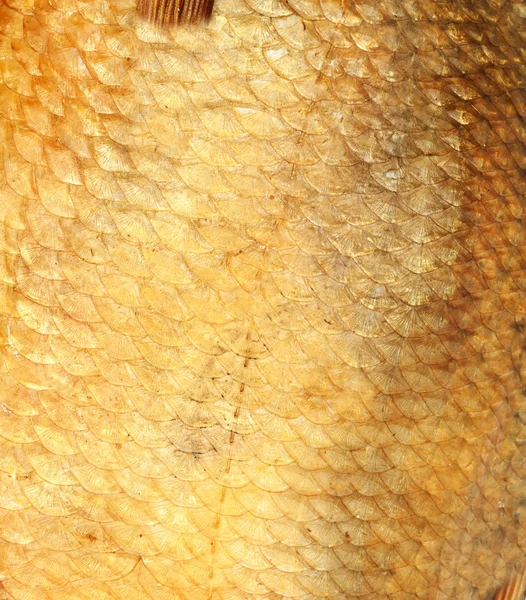 Escamas de ouro peixe defumado como fundo — Fotografia de Stock