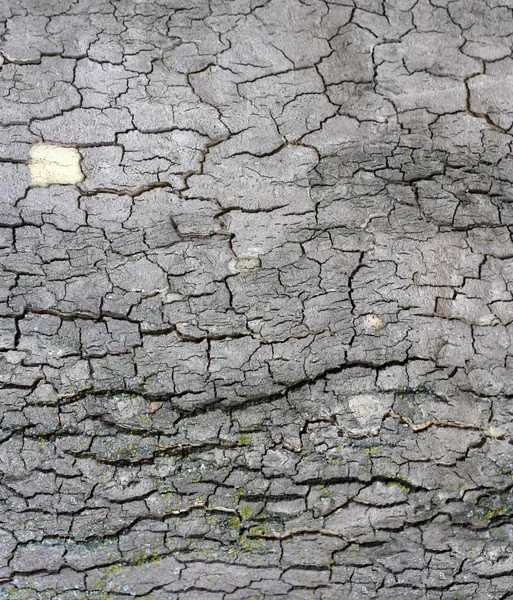 stock image Cortex of the alder with lichen - texture