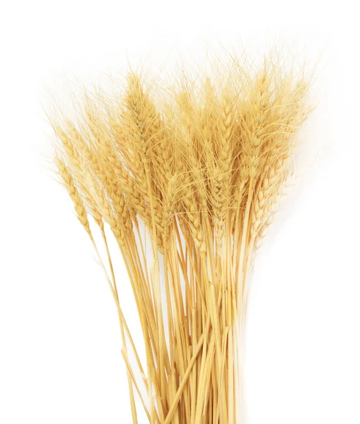 小麦草隔离在白色背景 — 图库照片