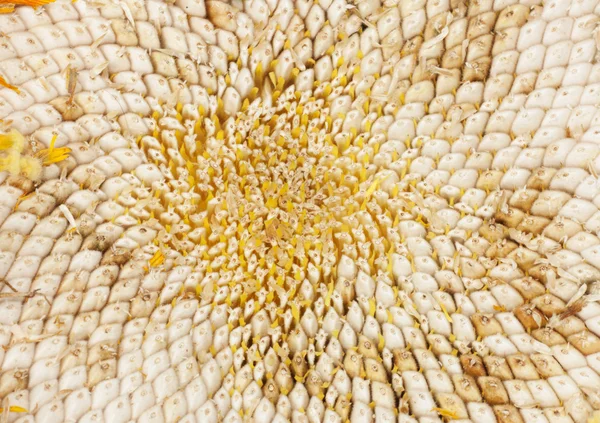 화이트 해바라기 씨앗 — 스톡 사진