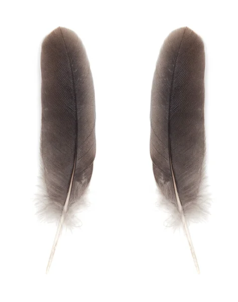 Penas de pombo isolado no fundo branco — Fotografia de Stock