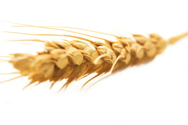 Крупный план пшеницы на белом фоне — стоковое фото