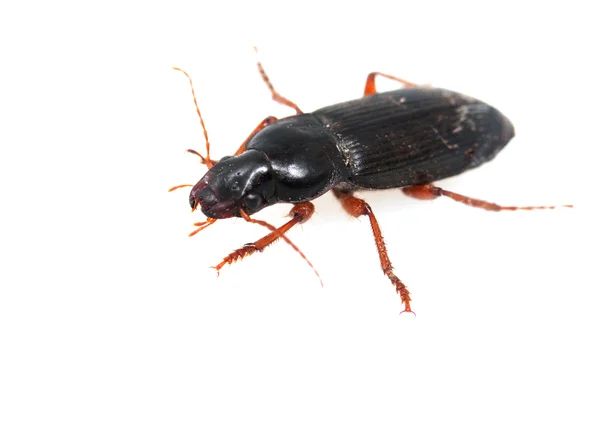 Insecto escarabajo estiércol aislado en blanco —  Fotos de Stock