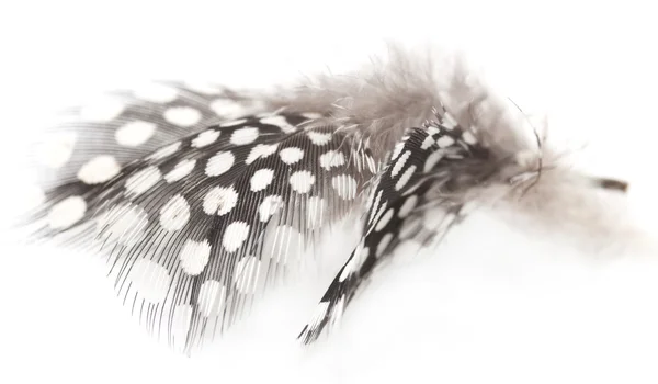 Quail feather on a white background — Stock Photo, Image