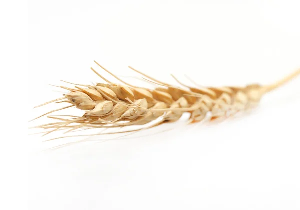 Golden wheat frame selective focus — Stock Photo, Image