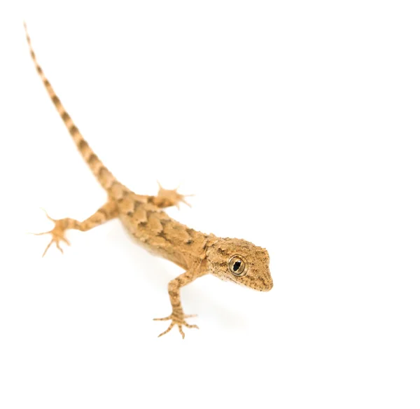Hnědé strakaté gecko plaz izolované na bílém — Stock fotografie