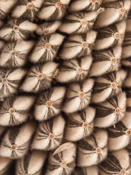Padrão de semente de girassol — Fotografia de Stock
