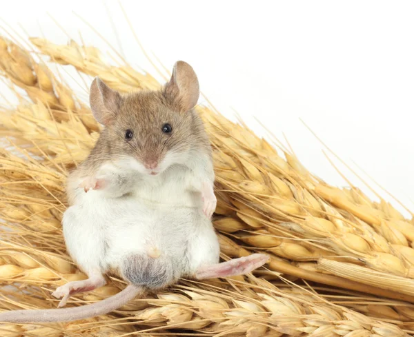 Мышь на пшенице — стоковое фото