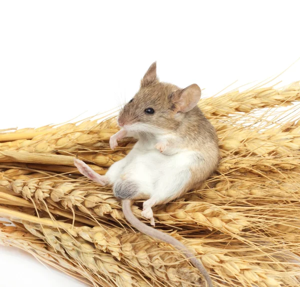Rato em trigo — Fotografia de Stock