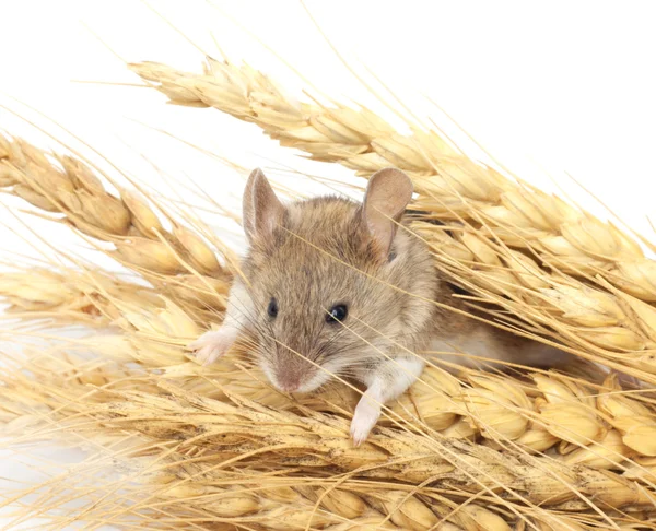 Ποντίκι για το σιτάρι — Φωτογραφία Αρχείου