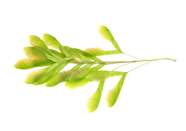 흰색 바탕에 신선한 녹색 단풍나무 씨앗의 클로즈업 — 스톡 사진