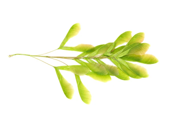 Close-up of fresh green maple seeds on white background — Stock Photo, Image
