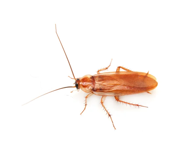 白色背景的蟑螂 — 图库照片