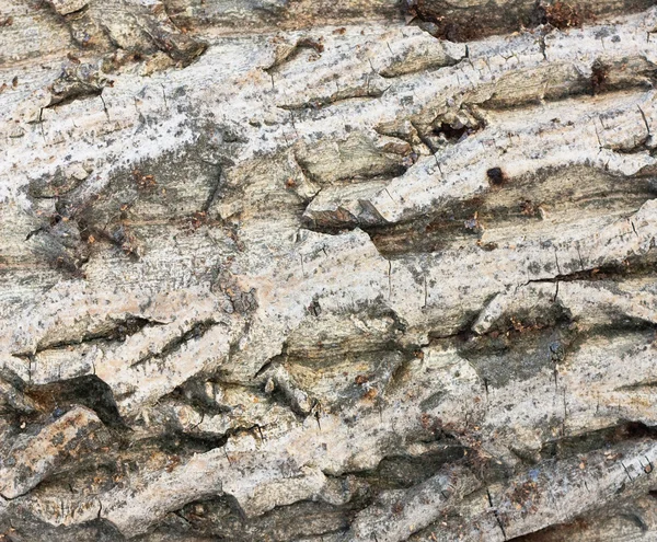 Corteza de textura de árbol — Foto de Stock