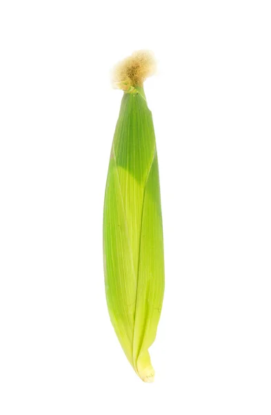Maïs sur fond blanc — Photo