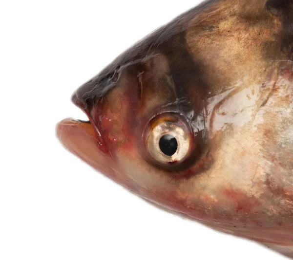 白い背景の上のヘッドの鯉 — ストック写真