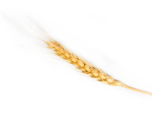 Orelha de trigo em um fundo branco — Fotografia de Stock