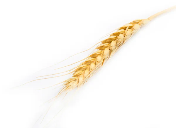 Espiga de trigo sobre un fondo blanco —  Fotos de Stock