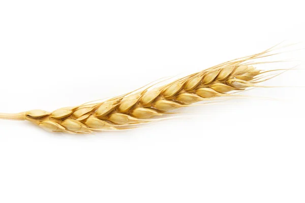 Klas pšenice na bílém pozadí — Stock fotografie