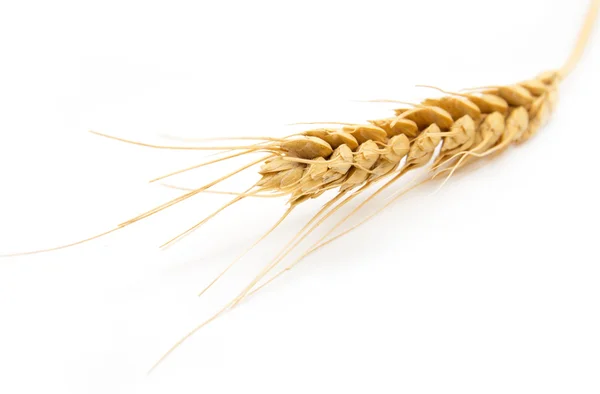 Beyaz zemin üzerinde buğday kulak — Stok fotoğraf