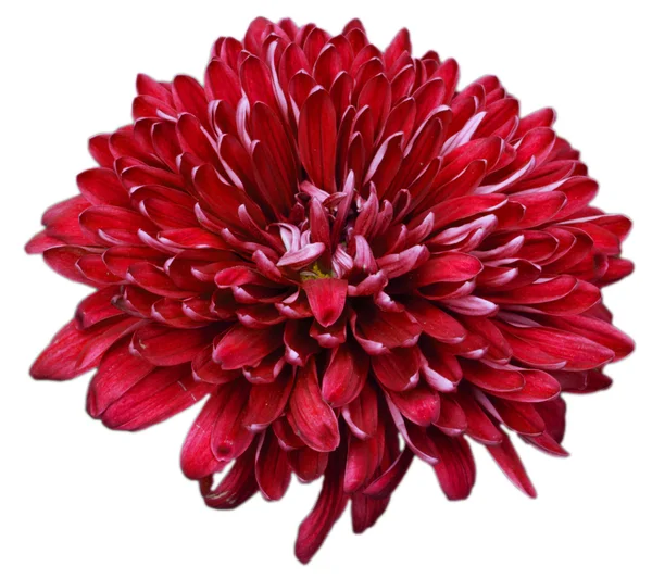 Flower of pink chrysanthemum isolated on white background — Stock Photo, Image