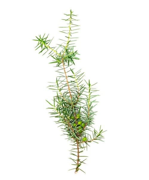 Boże Narodzenie zielone ramy izolowane na białym tle — Zdjęcie stockowe
