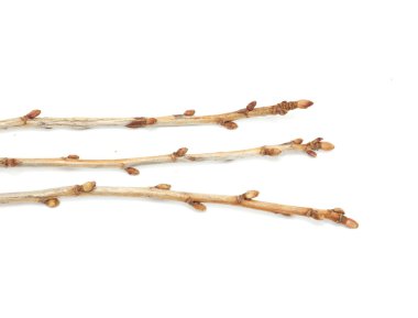 Branches currant buds on a white background clipart