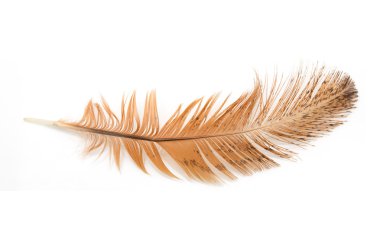 Golden feather on a white background clipart