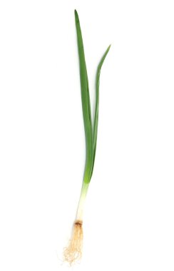 Spring onion isolated on white background.Green onion clipart