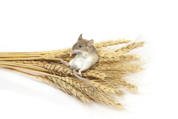 Buğday üzerinde fare — Stok fotoğraf