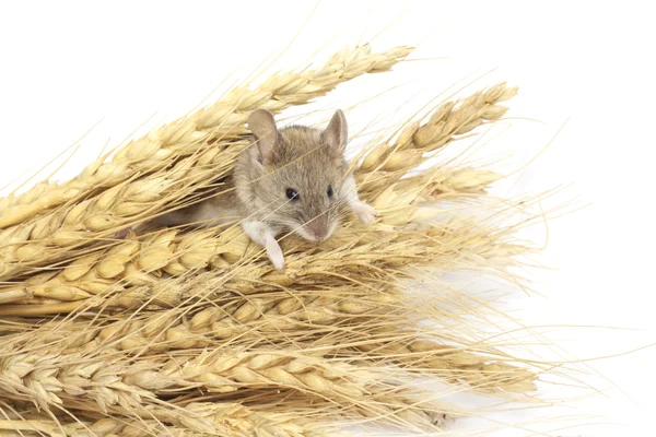 在小麦上的鼠标 — 图库照片