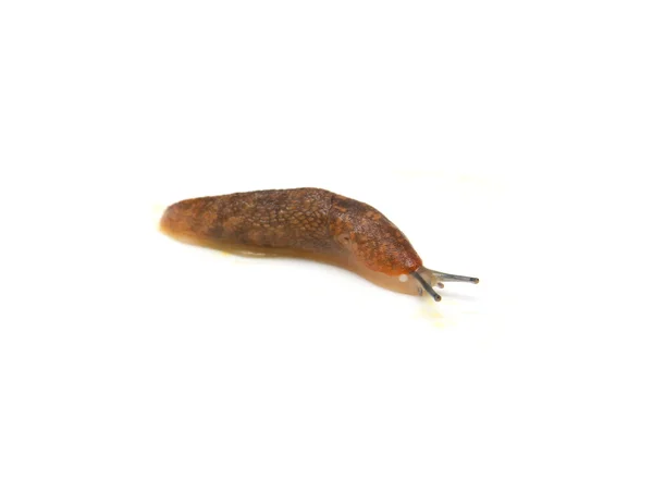 Slug - långsammaste djuret. det kryper på en vit bakgrund. — Stockfoto
