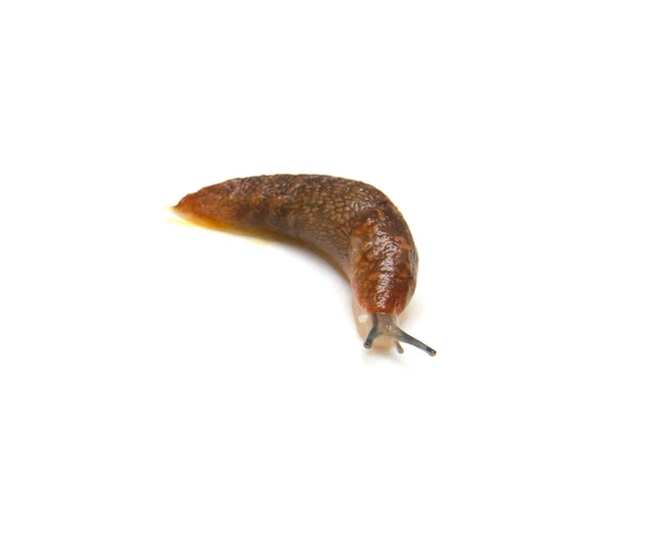 Slug - yavaş hayvan. Beyaz bir arka plan üzerinde sürünür. — Stok fotoğraf