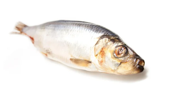 Fresh herring fish isolated on white background — Stock Photo, Image