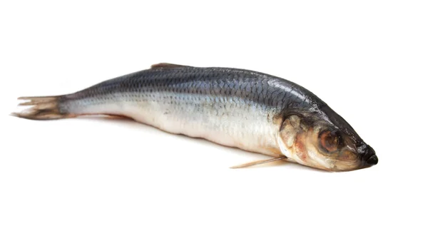 Свежая сельдь рыбы на белом фоне — стоковое фото