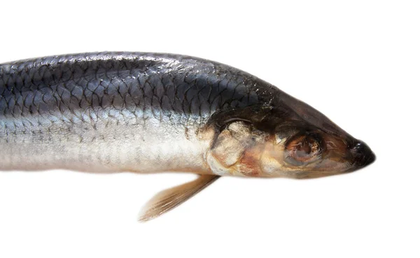 Beyaz arka plan üzerinde izole tuzlanmış ringa balığı — Stok fotoğraf