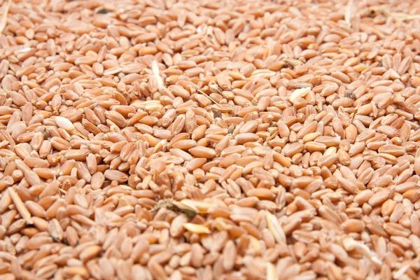 Fundo inteiro de grãos de trigo — Fotografia de Stock