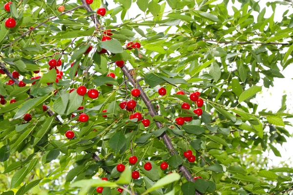 stock image Cherry tree with ripe cherries in the garden.