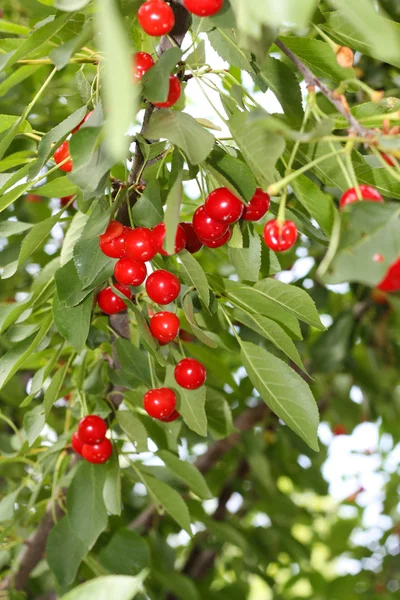 Cherry tree in the background — Stock Photo, Image