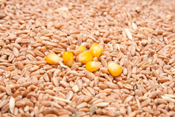 Кукуруза на фоне пшеницы — стоковое фото