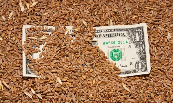 Um dólar em trigo — Fotografia de Stock