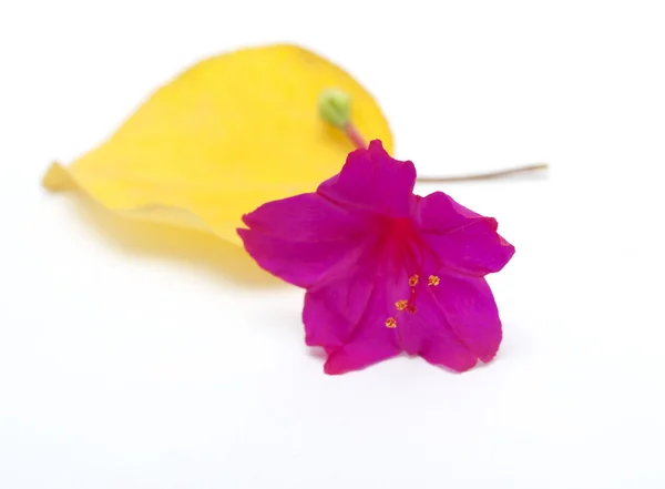 Rote Blume und gelbes Blatt — Stockfoto