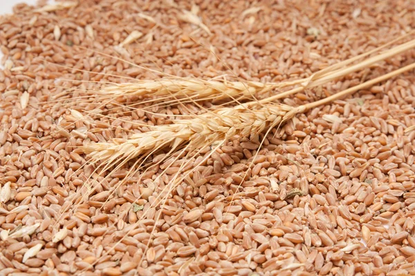 Tres espiguillas de trigo contra el grano de trigo — Foto de Stock