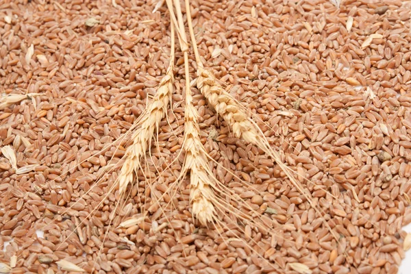 Drie spikelets van tarwe tegen de korrel van tarwe — Stockfoto