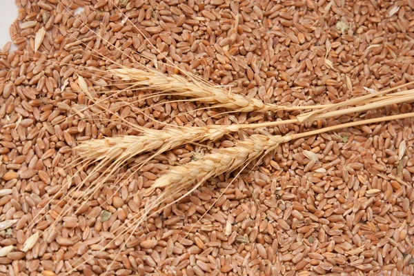 Três espiguetas de trigo contra o grão de trigo — Fotografia de Stock